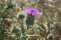 blauwe zeedistel (2)